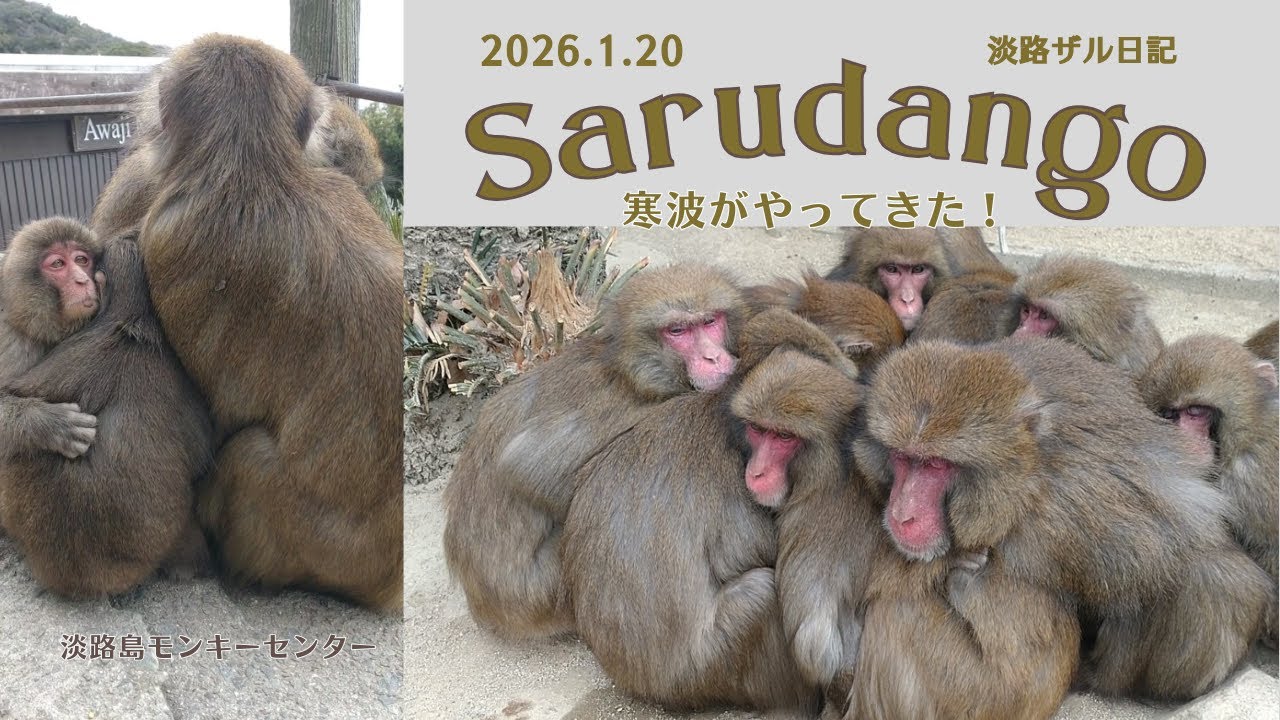 寒波が来た日❄️ぬくもりは丸くなる🐵さるだんご日和🍡淡路ザル日記 2026.1.20【淡路島モンキーセンター】
