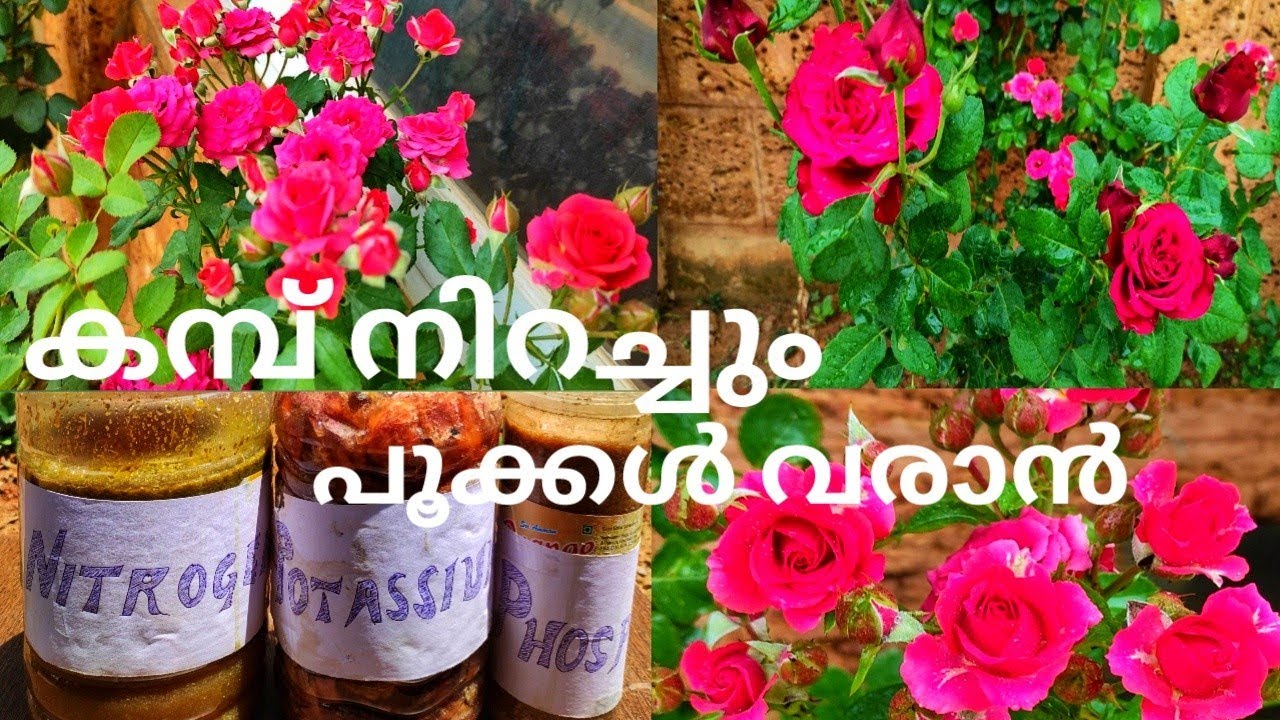 ചെടികൾ പൂകൊണ്ട് മൂടാൻ l പ്രൈമറി സെക്കൻഡറി മൈക്രോ ന്യൂട്രിയൻസ്