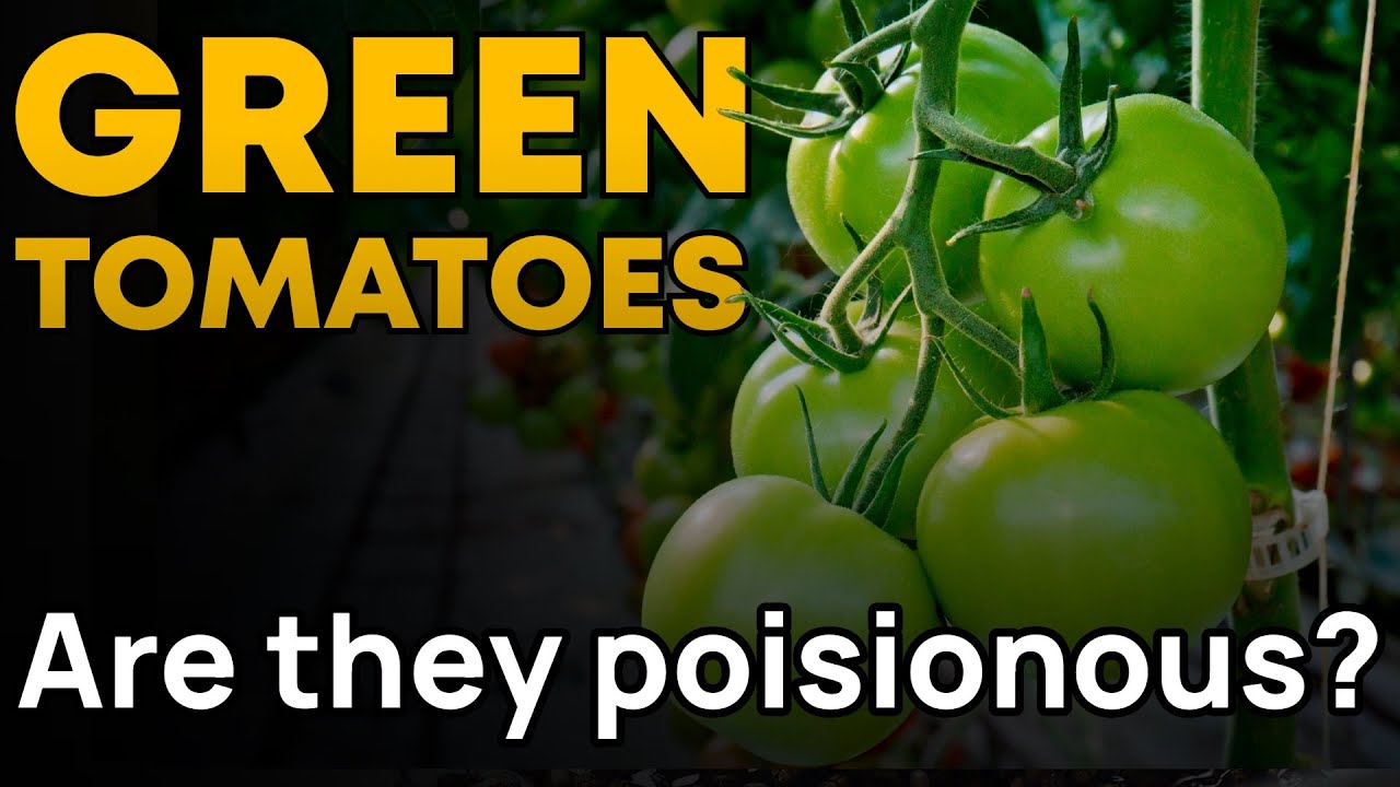 The Truth About Green Tomatoes: Are They Really Poisonous? 🍏