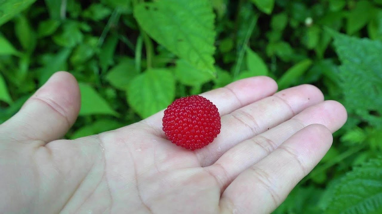 アウトドア生活