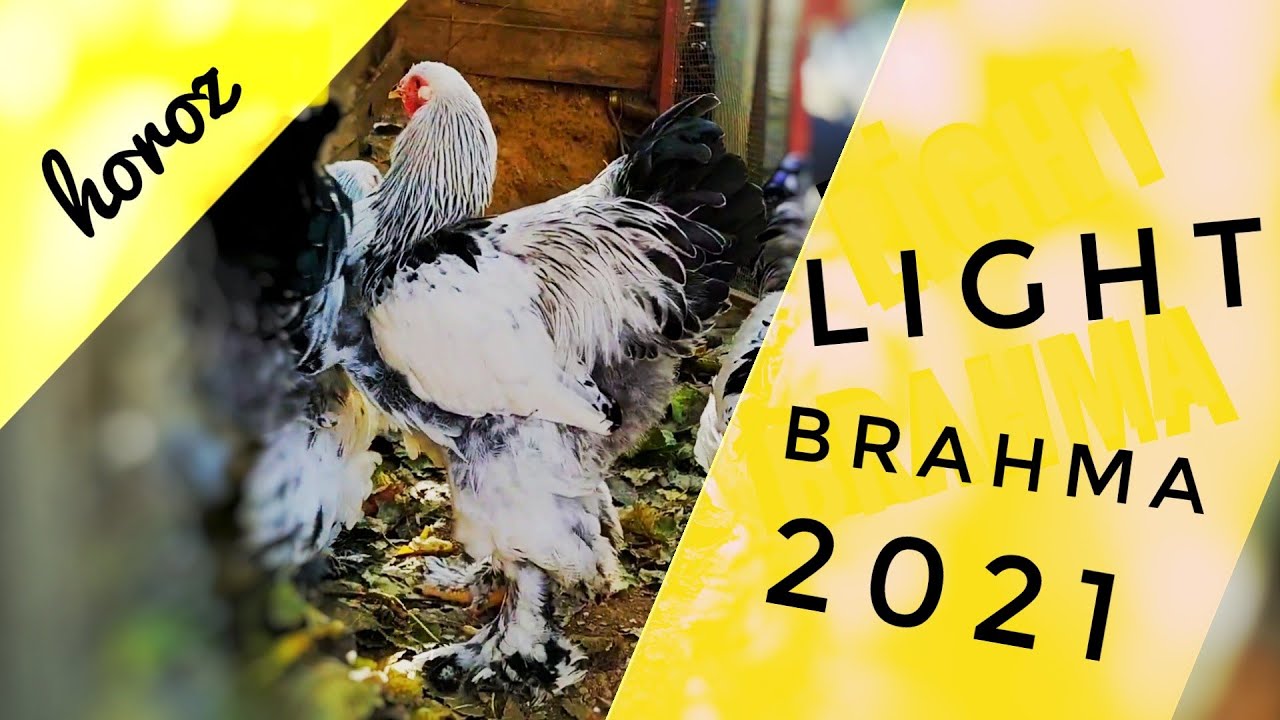 Light brahma horozu dediğin böyle olacak ! brahman farm 2021