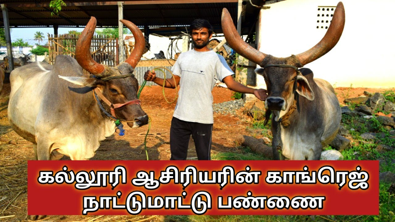 26 காங்ரெஜ் மாடுகள் கொண்ட நாட்டுமாட்டு பண்ணை நடத்தும் கல்லூரி ஆசிரியர்