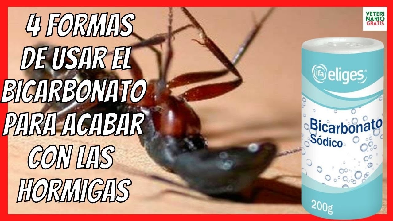 🔴 ¿CÓMO ELIMINAR Y ACABAR CON LAS HORMIGAS EN CASA PARA SIEMPRE? 🔴 BICARBONATO PARA LAS HORMIGAS