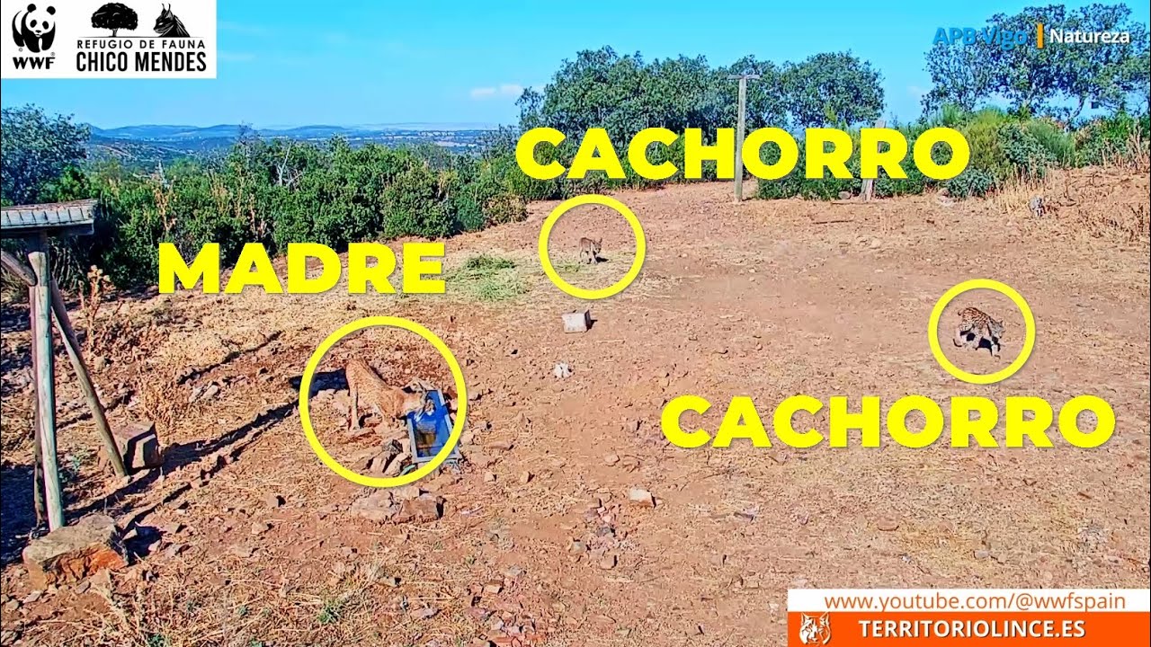 DOS nuevos CACHORROS de LINCE IBÉRICO. 8 de julio del 2024. #linceiberico #apbvigo
