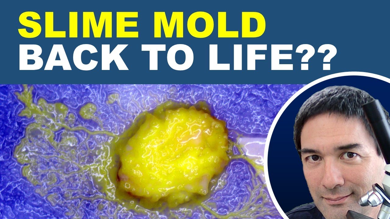 🔬 Revisiting my Slime Mold and the Micro Terrarium