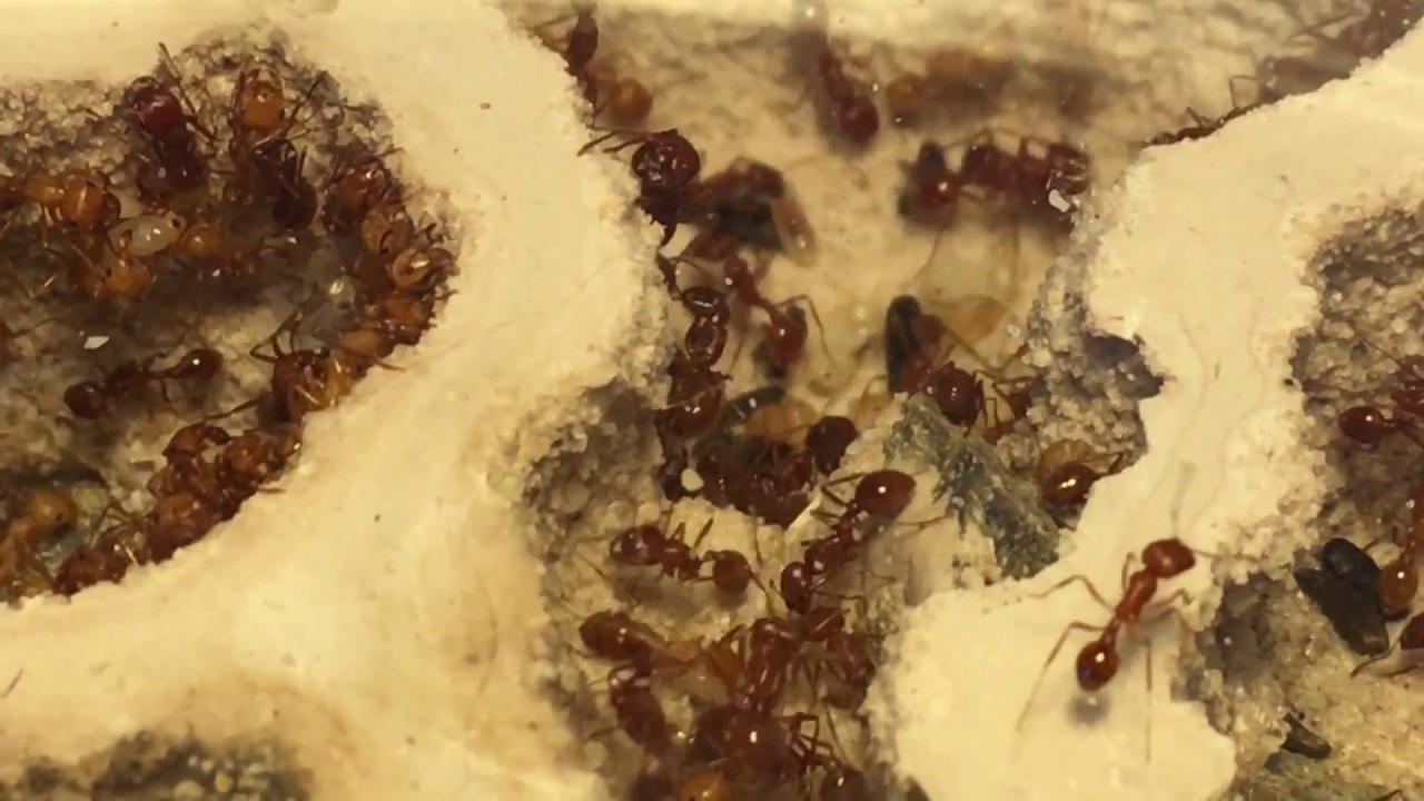 Pogonomyrmex californicus