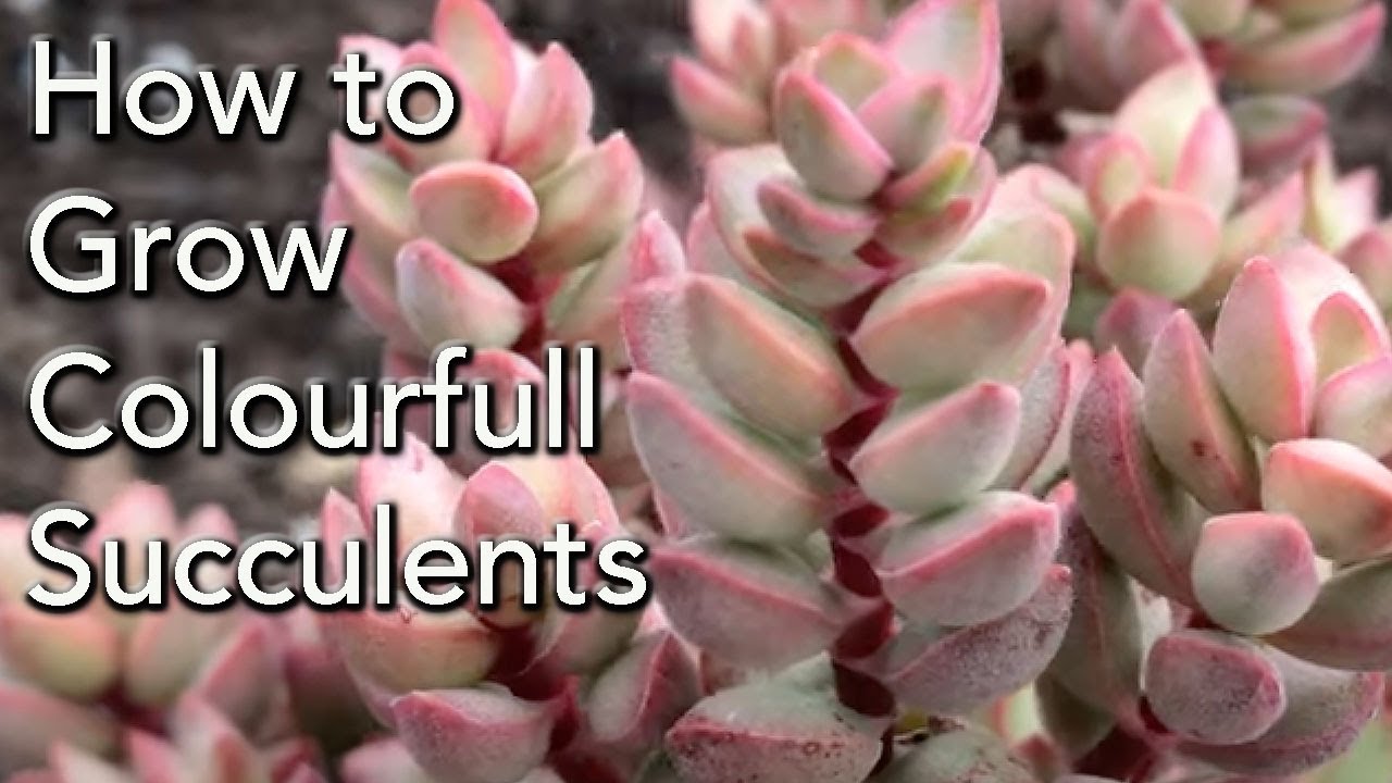 How to grow Stress Your Succulents to Grow More Colorful Plants - Crassula rodgersii