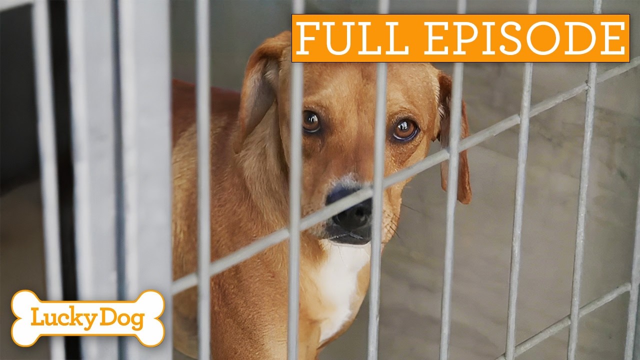 Abused Rescue Dog Finds Courage To Trust Again | Full Episode S4 Ep24 | Lucky Dog