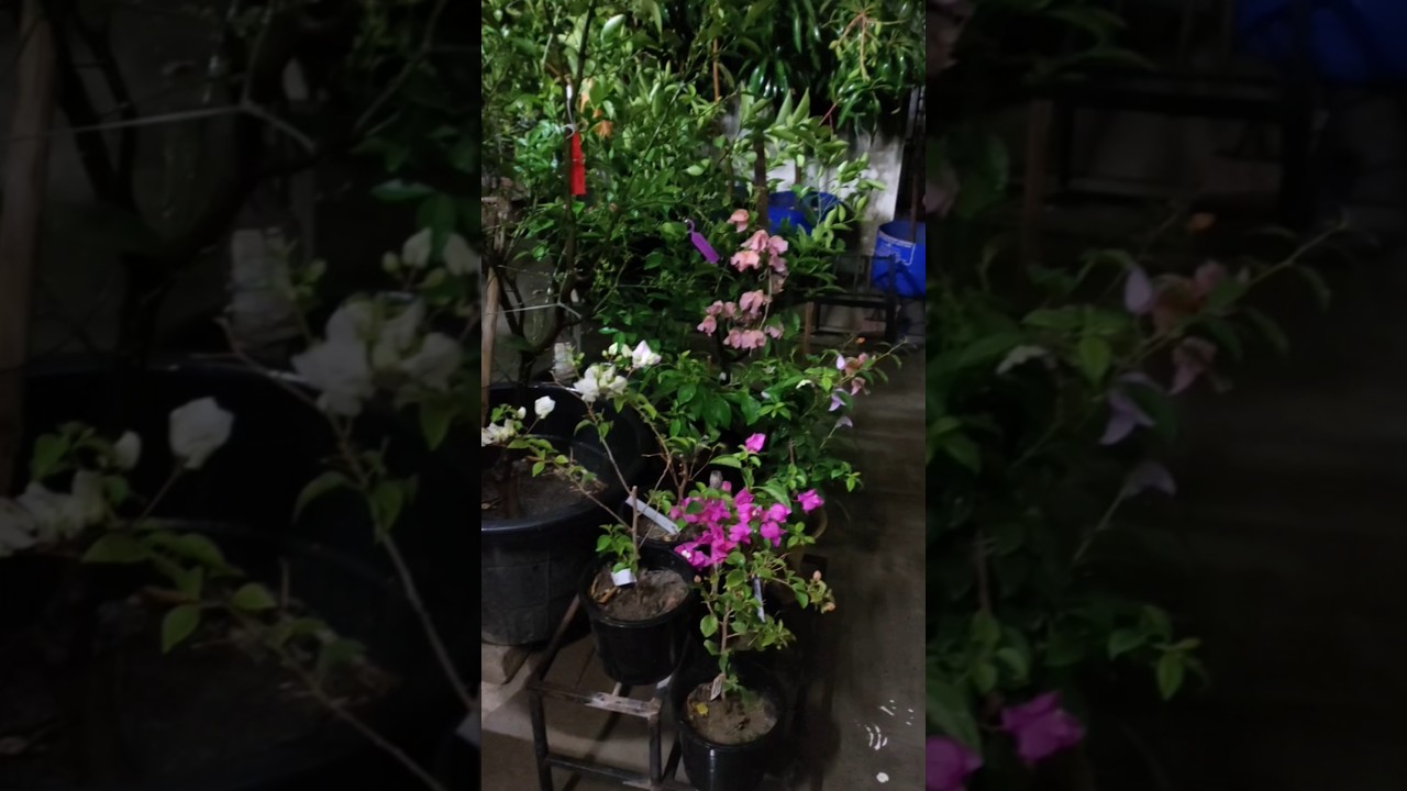 বৃষ্টি ভেজা রাতে আমার ছাদ বাগান#viralvideo