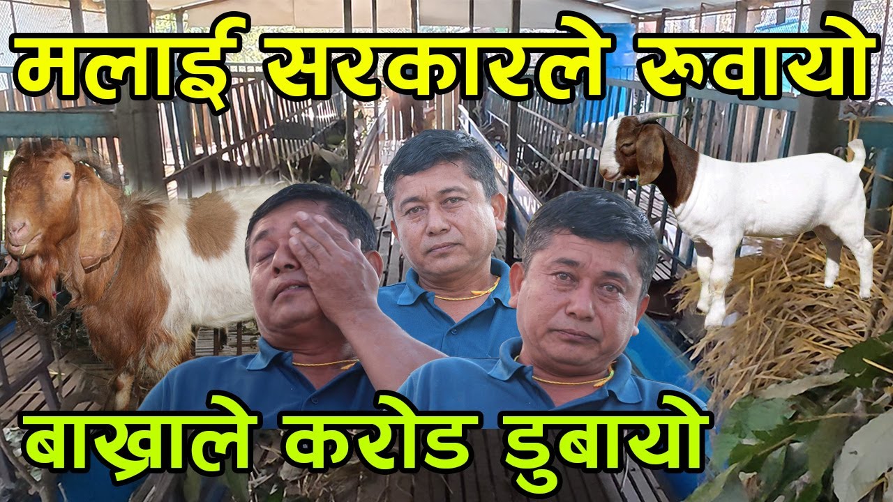 बाख्रा पाल्ने किसानको रुवाबासी भन्छन्, 'सरकारले मलाई पटकपटक मार्यो' रुँदारुदै सकियो ||kiranpaudel