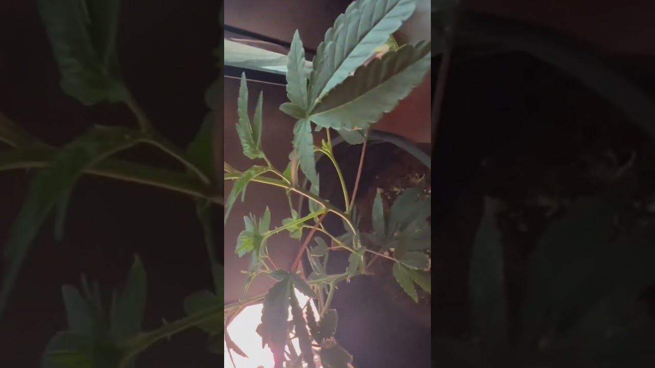 Check this out! #small #grow with the 2x2x4 grow tent. #grow tent #smallgrow