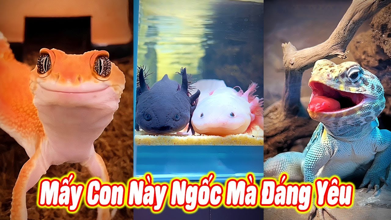 😆 Mấy Con Này Ngốc Mà Đáng Yêu 🥰 #thúcưng #vậtnuôi #chómèohàihước #funny #pets #cat #cute