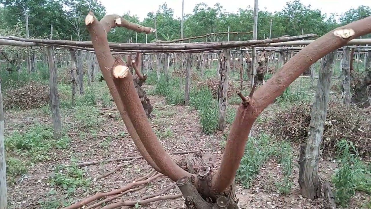ดูวิธีทำสาวพุทรานม ให้กลับมาออกลูกดกใหม่อีกครั้ง