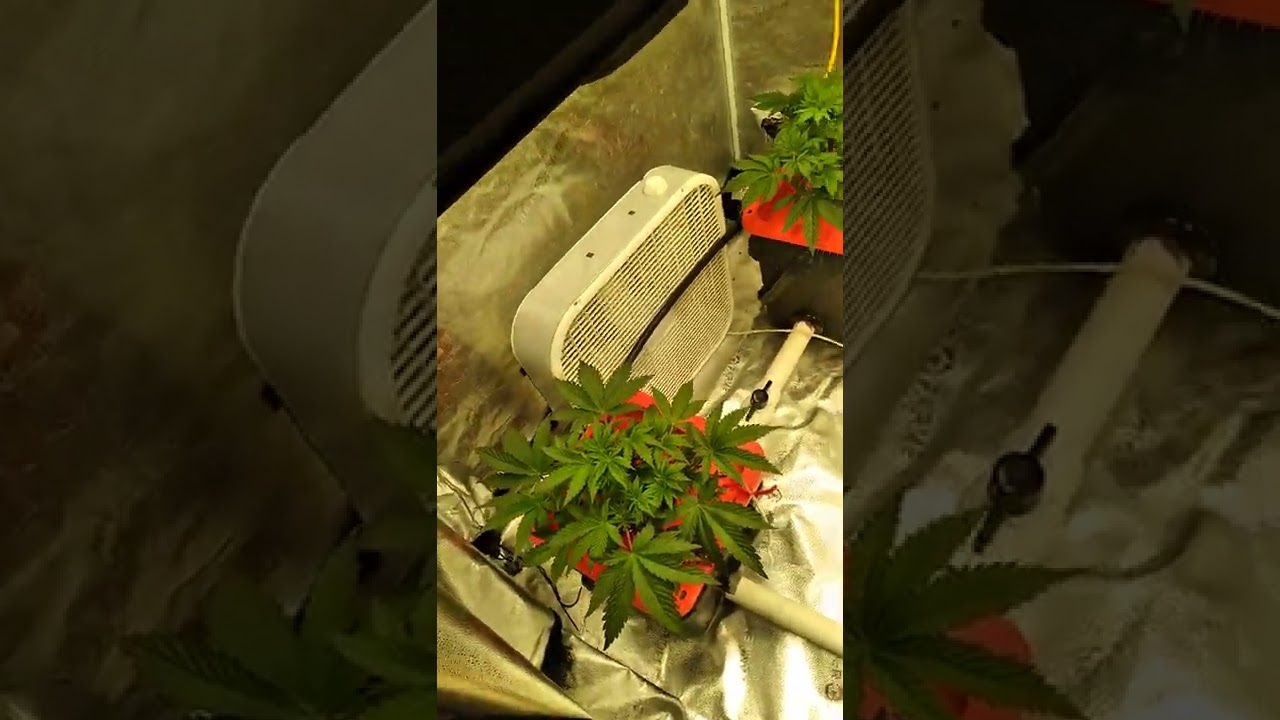 north Atlantic seed company... awesome genetics and great service yet again