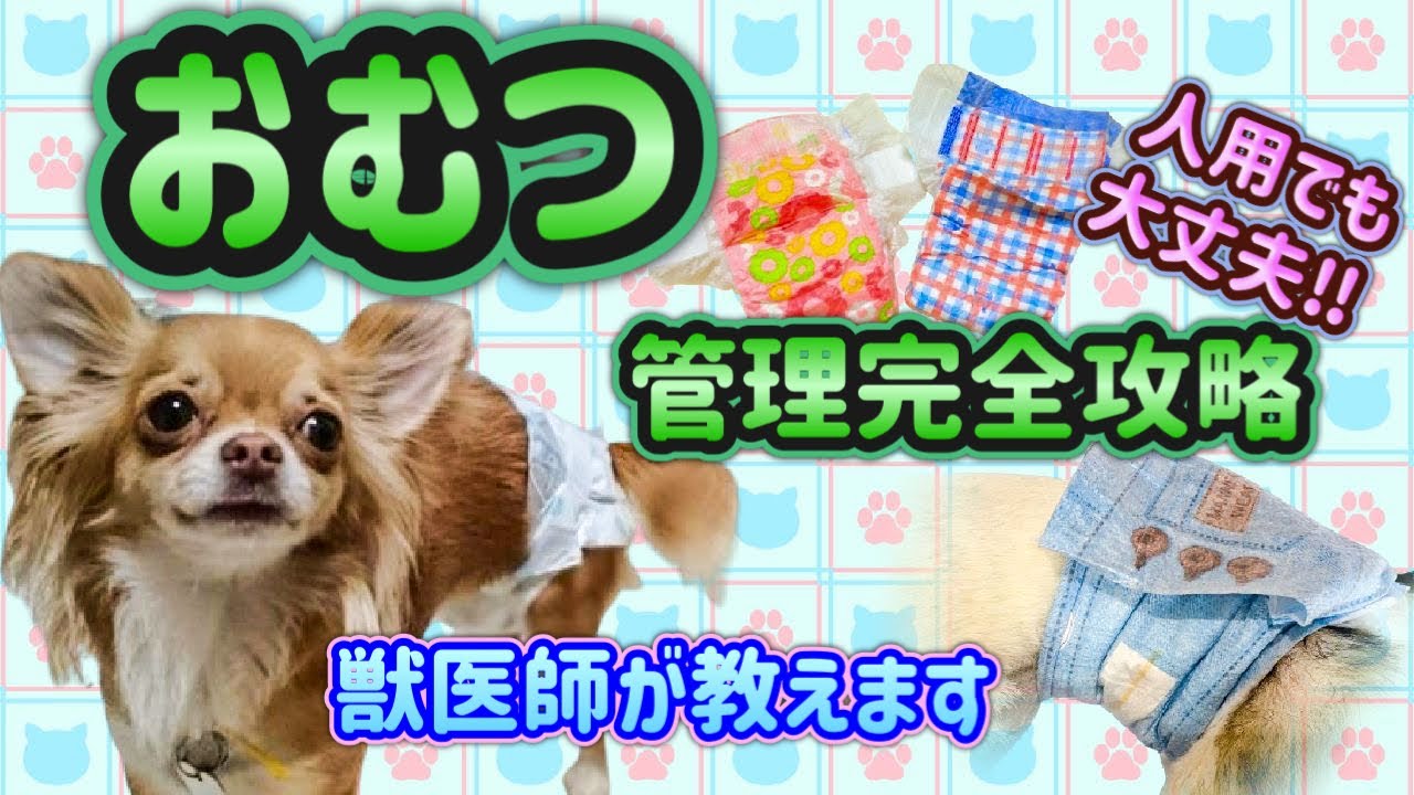 【犬猫用おむつ管理】人間用おむつでも大丈夫‼︎わんちゃんのおむつのトラブル解消します‼︎-ずれないおむつの付け方・作り方、介護生活の排便対策に必須です-