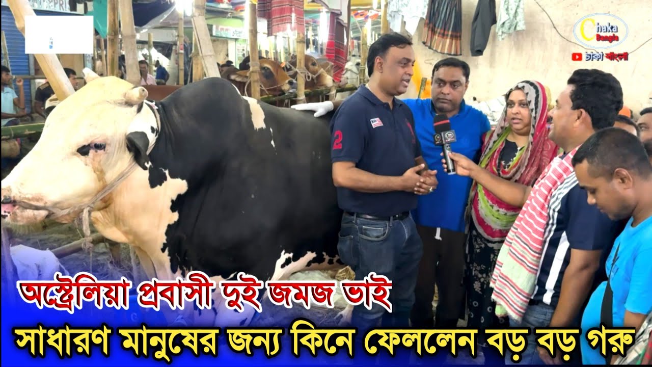 Братья-близнецы из Австралии купили коров большого размера! Ярмарка коров в Габтоли 2025