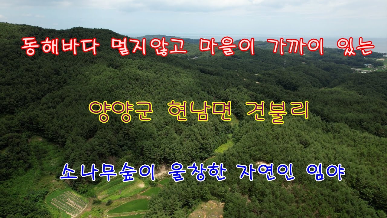 동해바다 멀지않고 마을이 가까이 있는 양양군 현남면 견불리 소나무숲이 울창한 자연인 임야