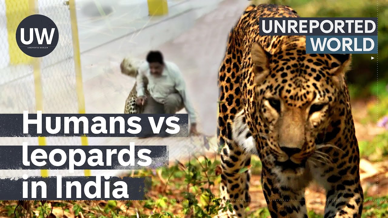 Humans vs leopards: India's silent predators | Unreported World
