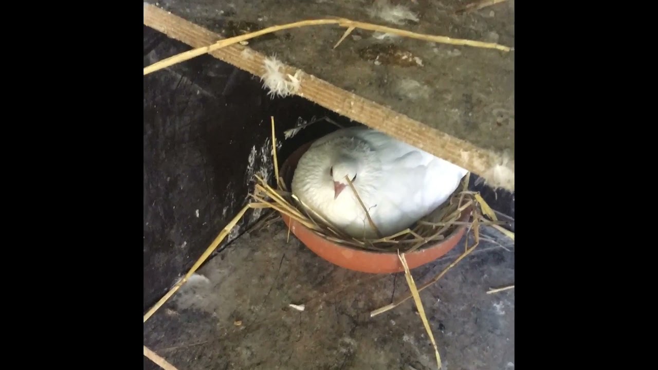 Comment éduquer ses pigeons à revenir au colombier 😁