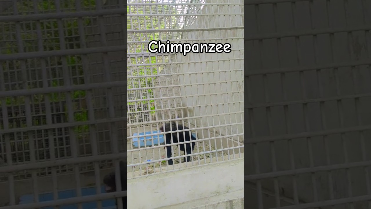 Cute chimpanzee collecting Banana's 🍌🐒🦍