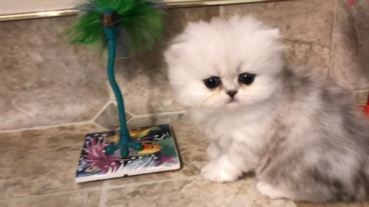 17 07 12 Cute Persian Kitten, Lakota, explores while the others sleep