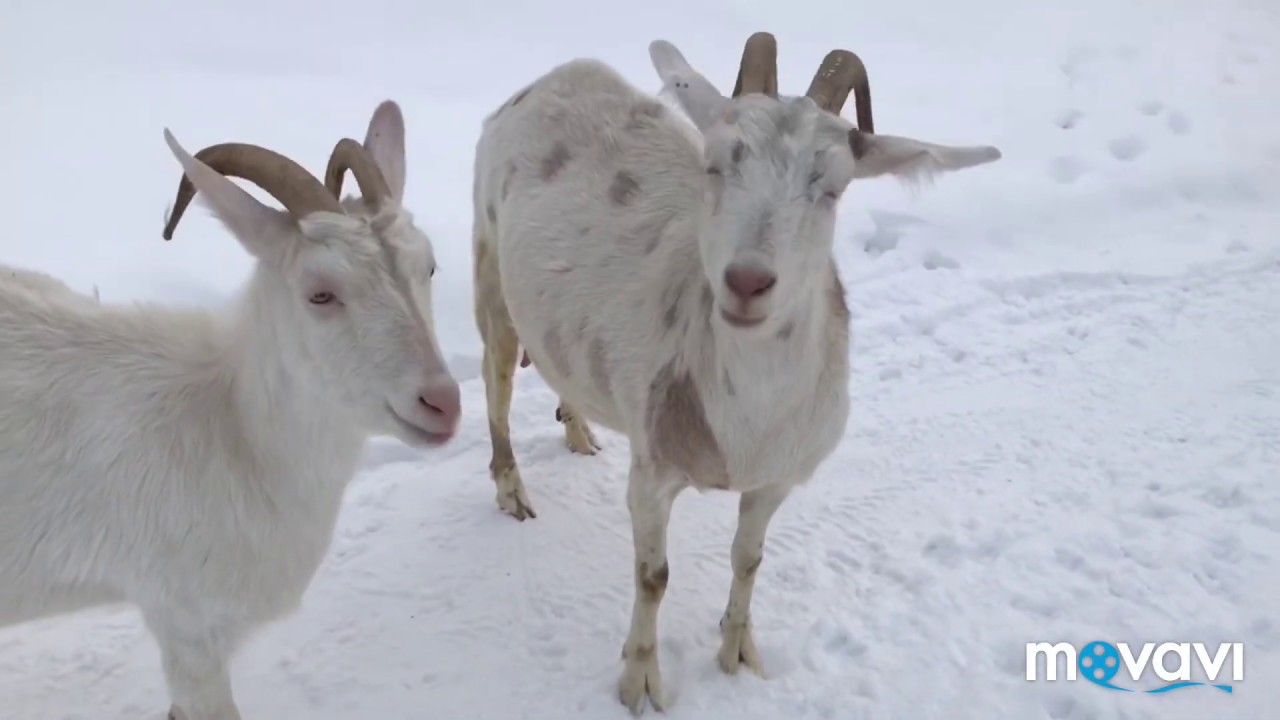 Отоварилась//Диалог с ветеринаром//Козы на прогулке//