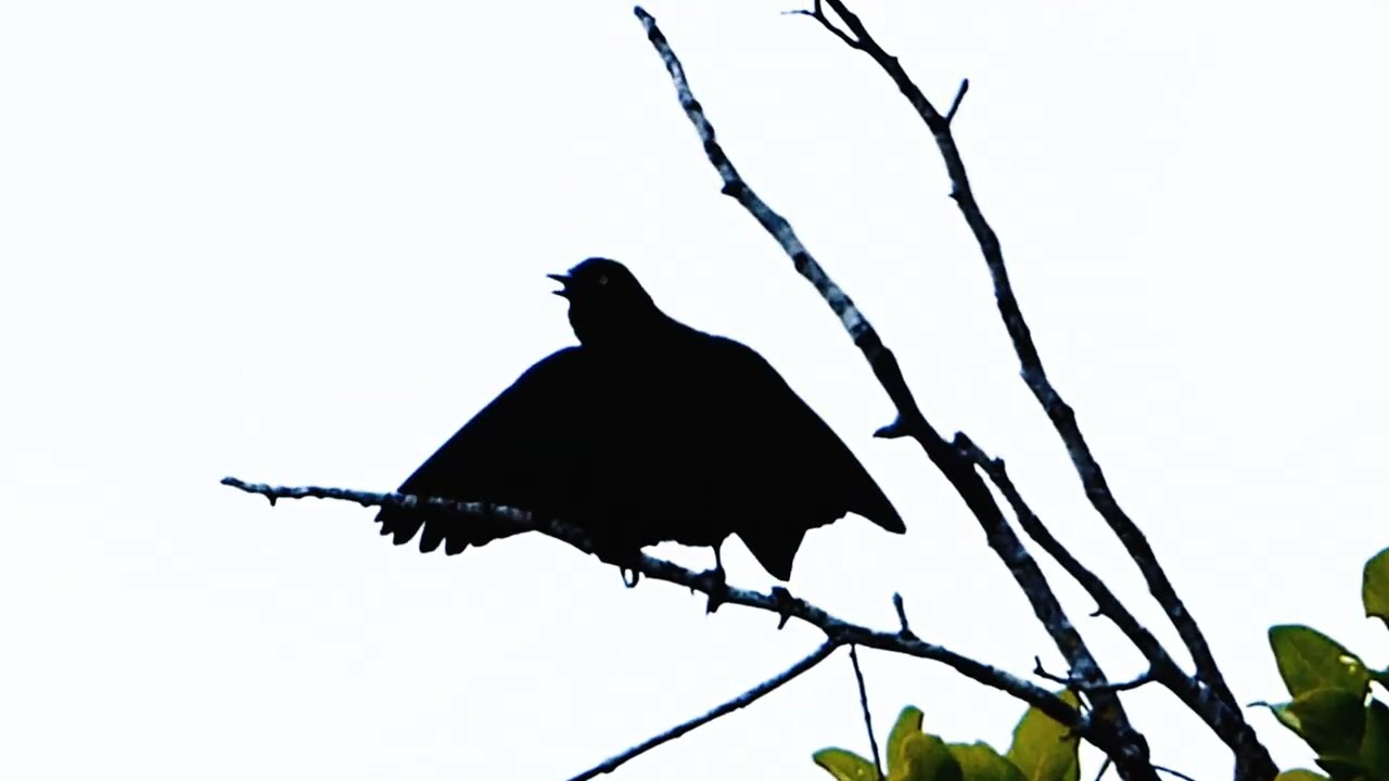 Greater Antillean Grackle calling