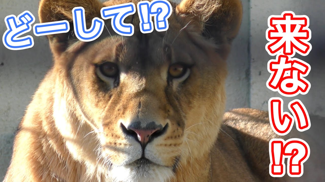 待ち侘びた子供達が来ない！まさかの行動にフウは？オリトファミリー娘フウvol733《釧路市動物園ライオン＆トラ》Children don't come near Lion Fuu!?