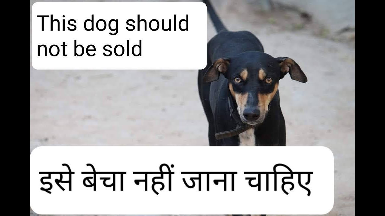 Kanni Dog | Native Indian Dog which should not be sold. Why ?