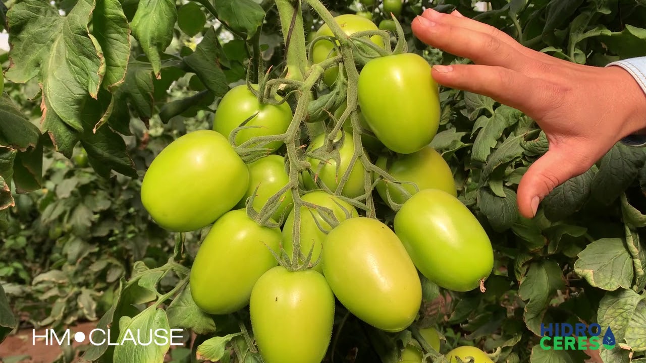 Tomate Colt - 1°Tour de campo virtual em parceria com a Hidroceres