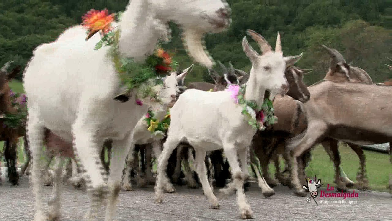 Desmalgada2017