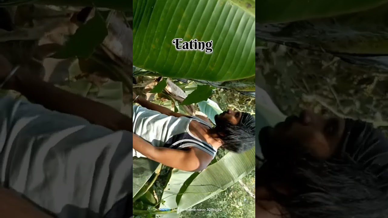 Best Survival Food in Jungle And Eating Technique. Jungle Survival Water Source In Tree.