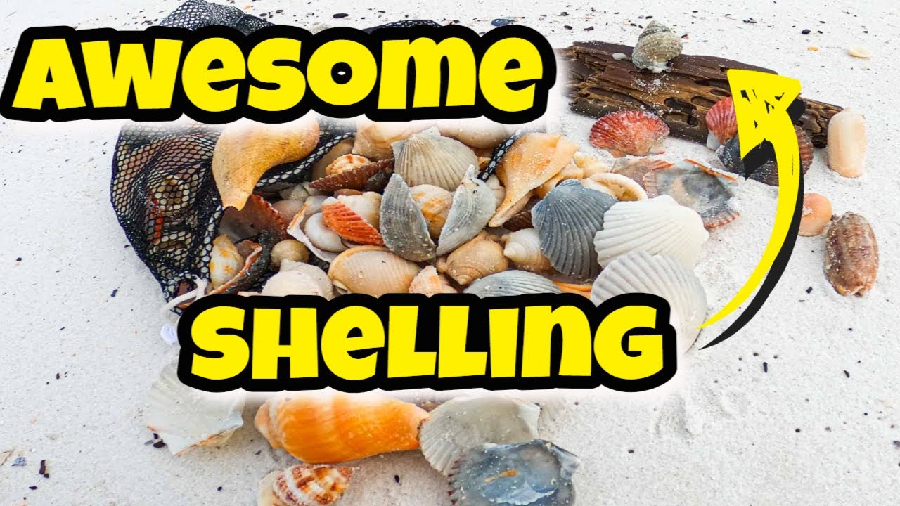 I SHELLED Panama City Beach and Found Some AWESOME SHELLS