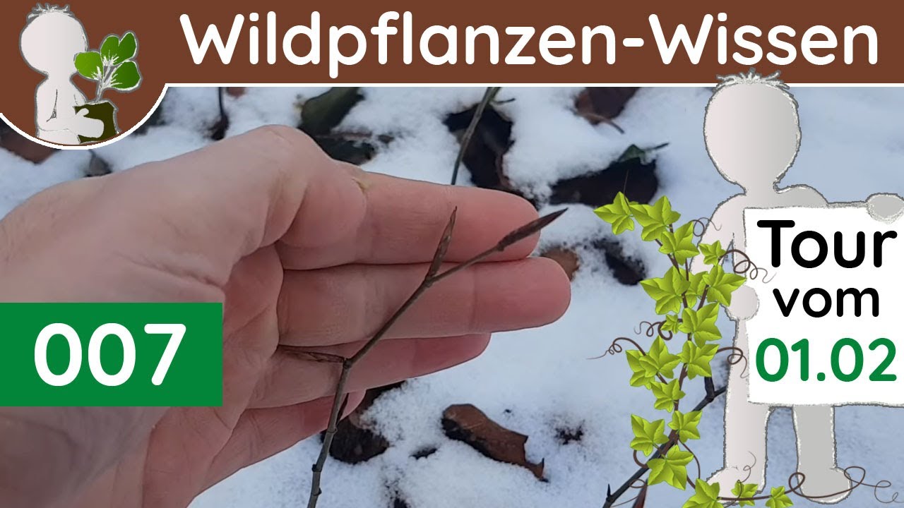 007 - (1/4) Knospen-Bestimmung - Knospenstellung & Zweig-Merkmale (Botanik-Doku - Februar)