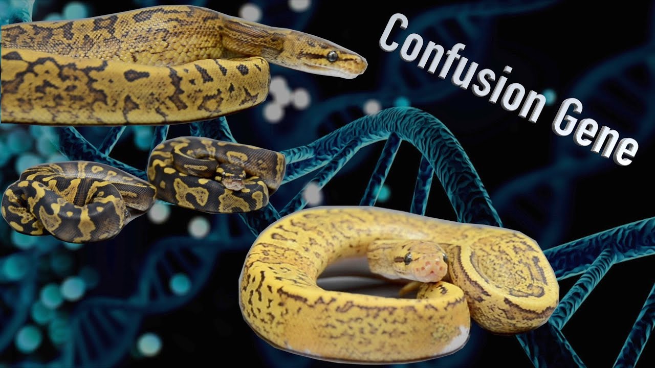 The MOST UNIQUE Confusion Combos!