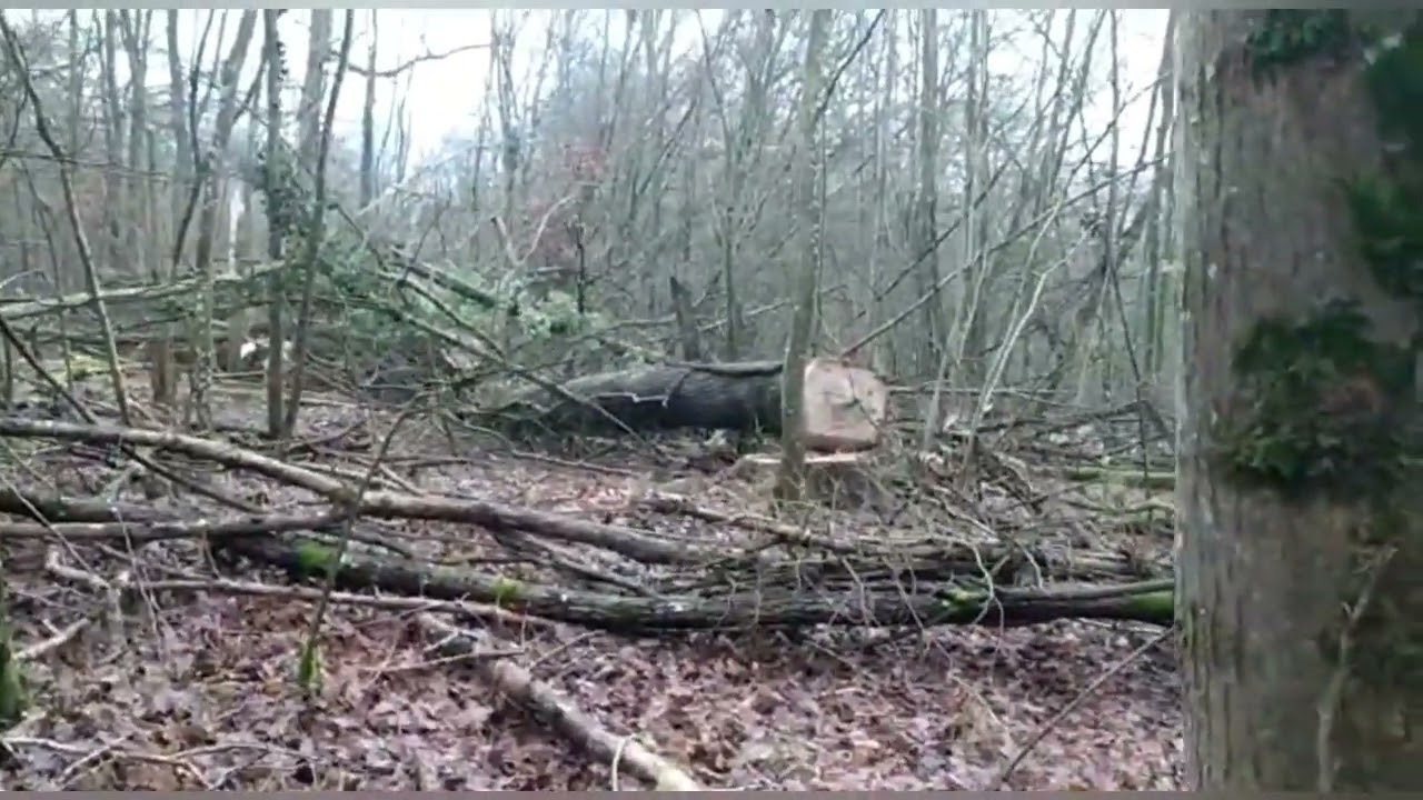 Débardage de grumes de chêne dans la boue #forestmen #bucheron #forestier