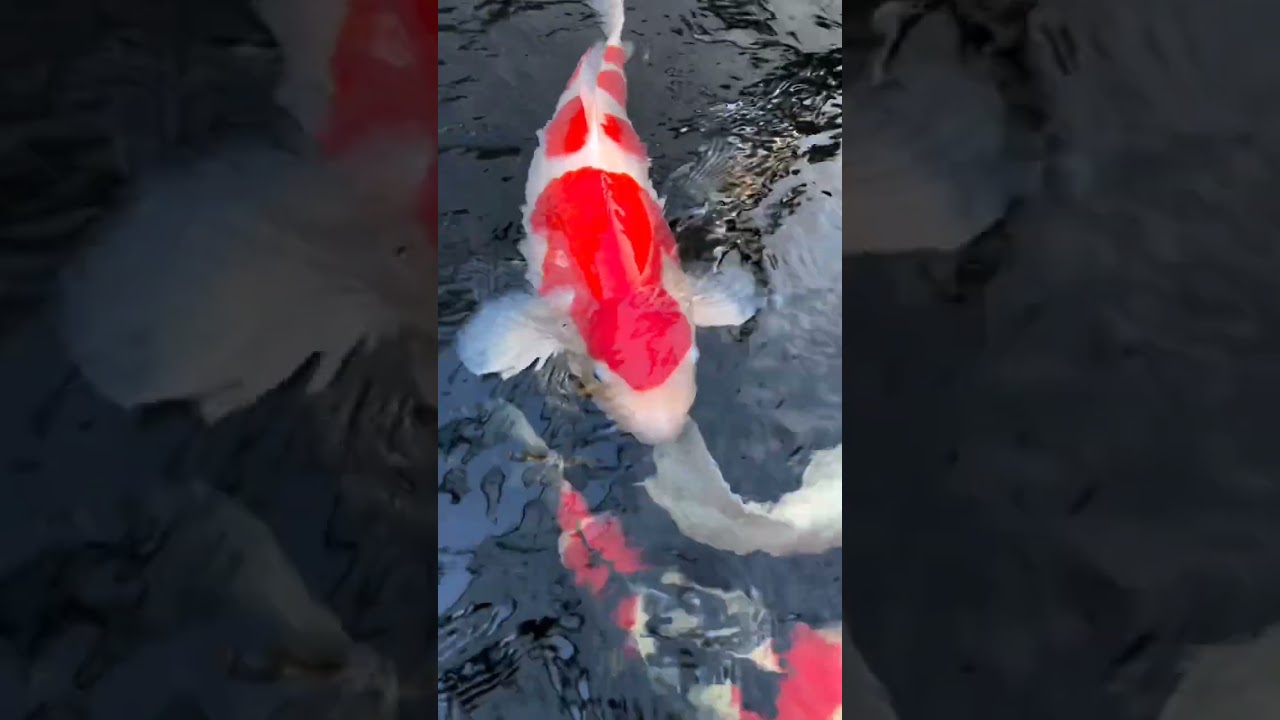 monster kohaku and mukashi. #shorts #kohaku