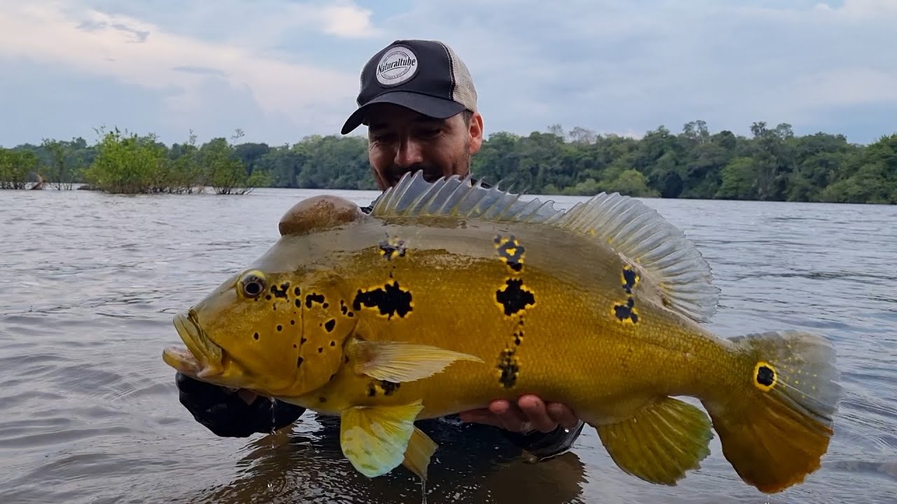 Pique en Vivo de Tucunaré en Superficie. Finde Viaje a Amazonas LADO B