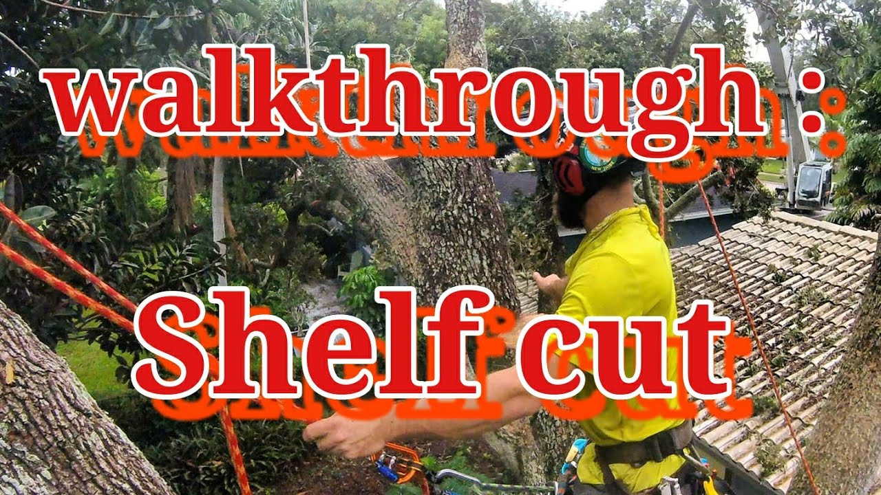 Real Tree Work Walkthrough : shelf cut