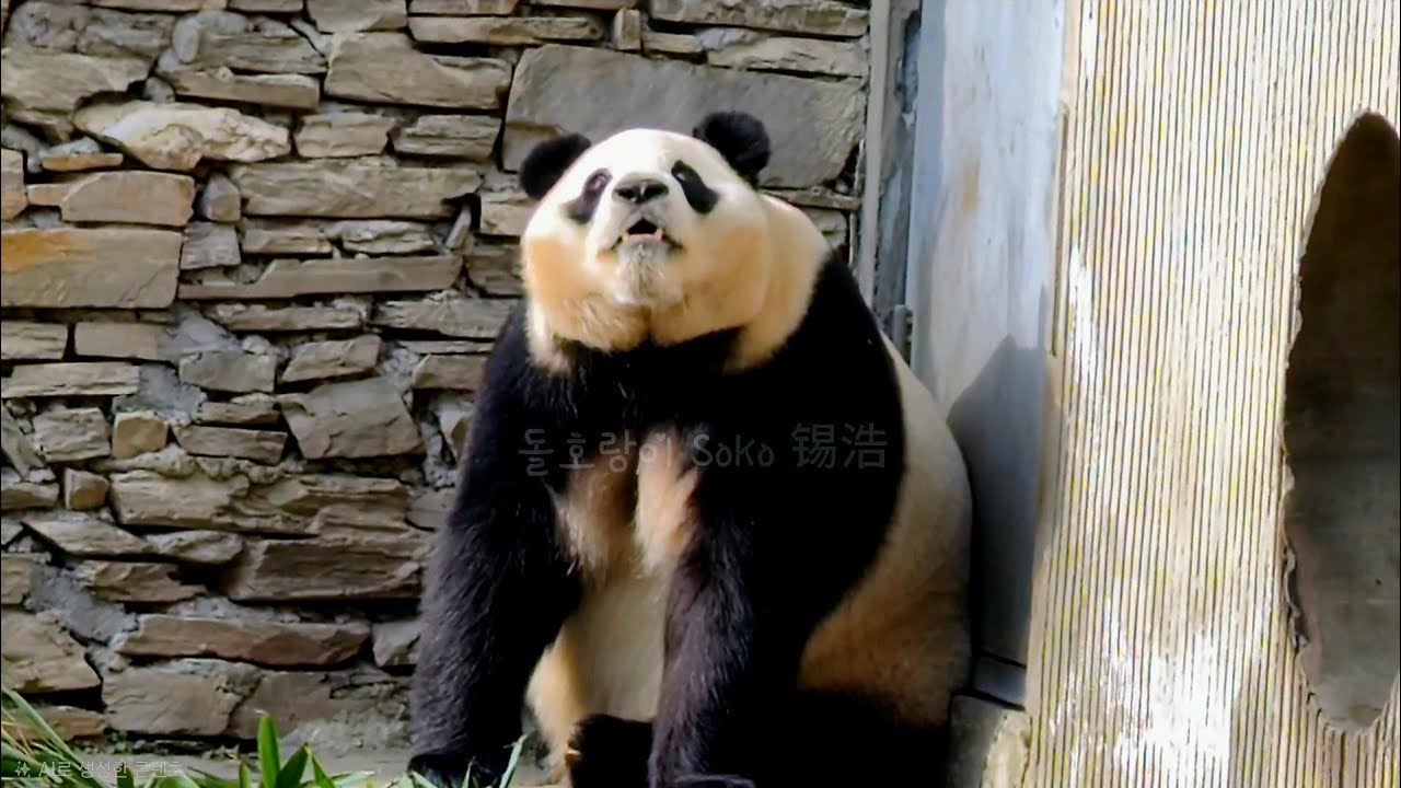 어딜 보는 거야~?! | 2월 12일 오전(푸바오 실시간) Panda Fubao