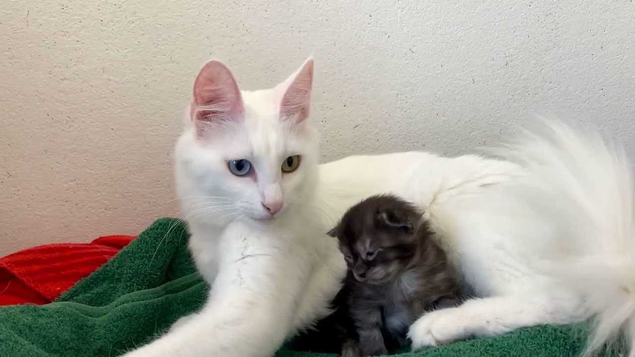 Chaton Angora Turc Black smoke, 2 semaines, et sa maman. @angorasturcsnuitdestemps4218