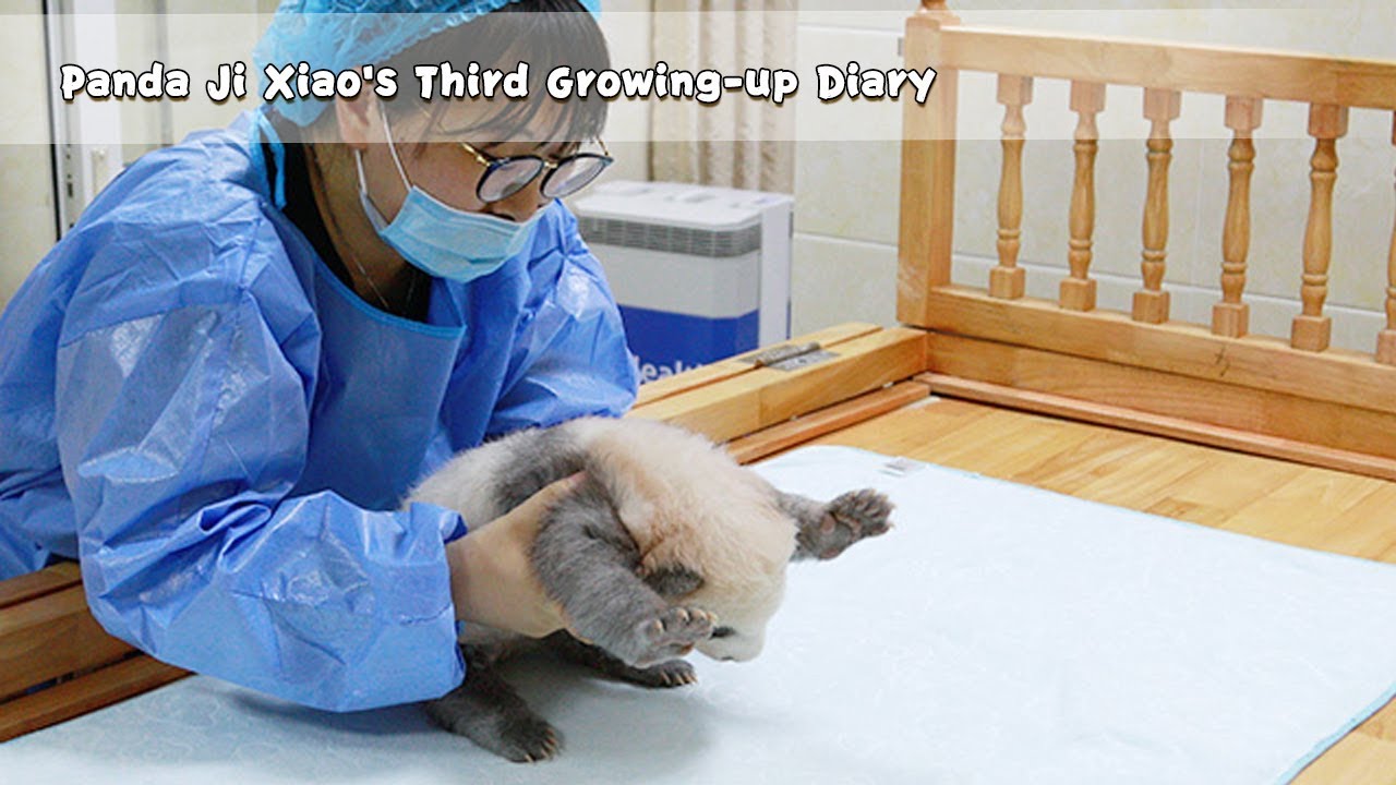 Panda Ji Xiao's Third Growing-up Diary | iPanda