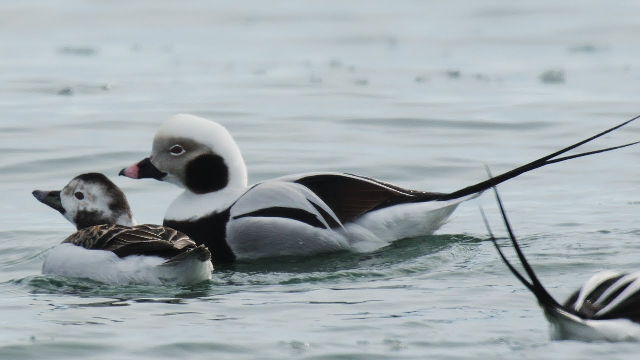 コオリガモ 美しい日本の野鳥　3月