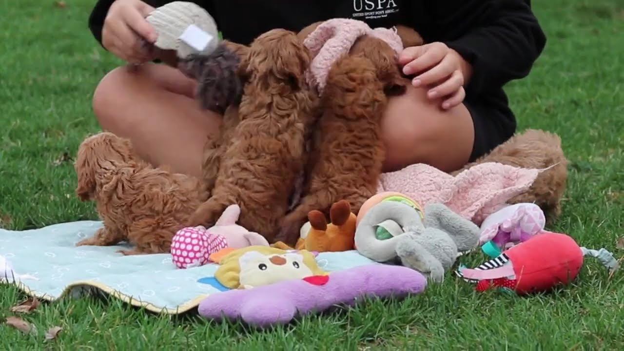 Daisy's Cavapoos