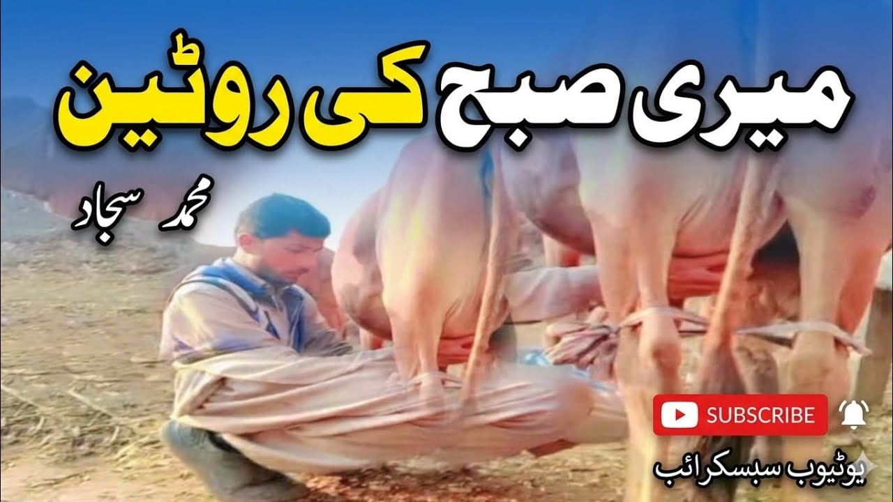 Morning routine by Muhammad Sajjad/#villagerlifestyle #pindvloge 