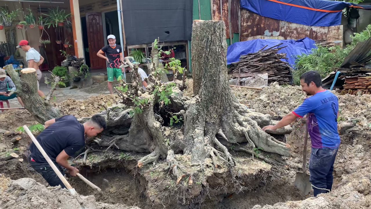 Cây Me Bonsai Khủng Nhất Năm 2022 | Duy Hai Lúa Vlog #29