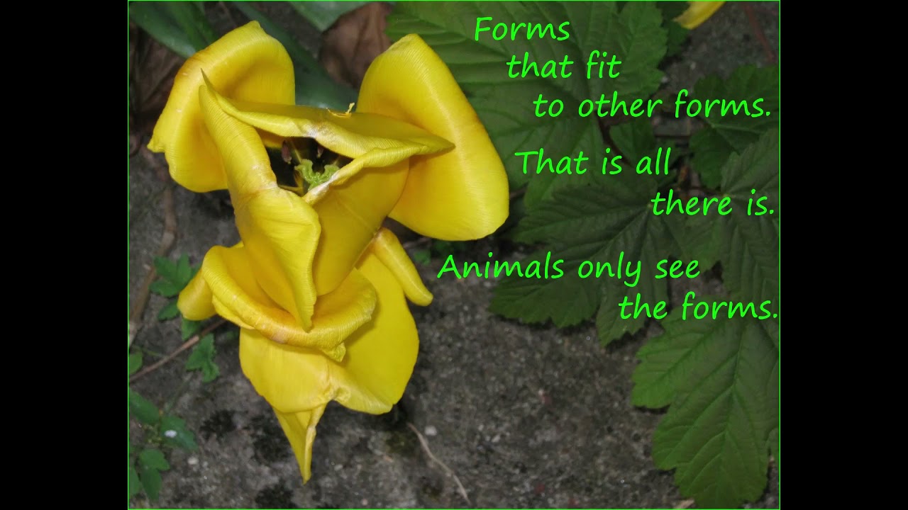 FlowerMind