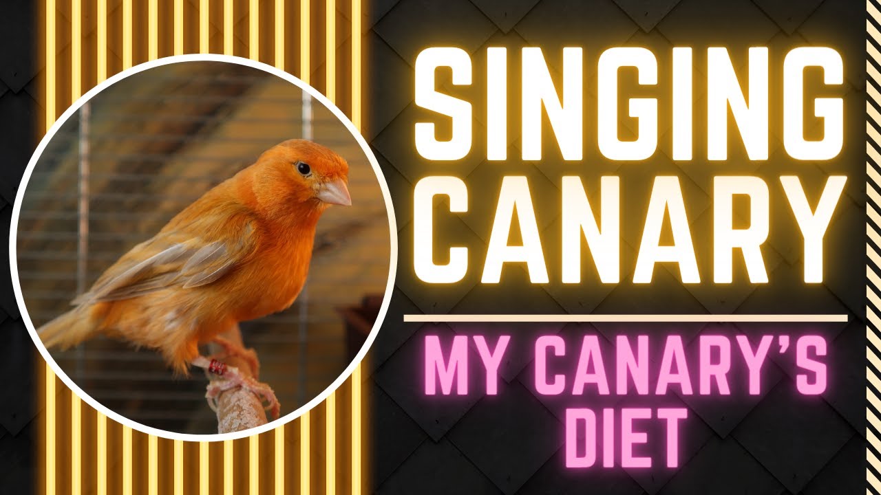 Master diet for a singing canary