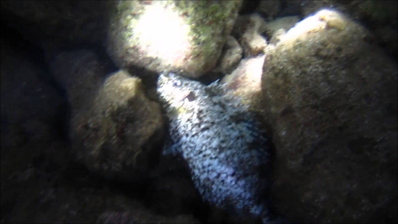 night diving, gece dalışı, Antalya, DIVE IN TURKEY