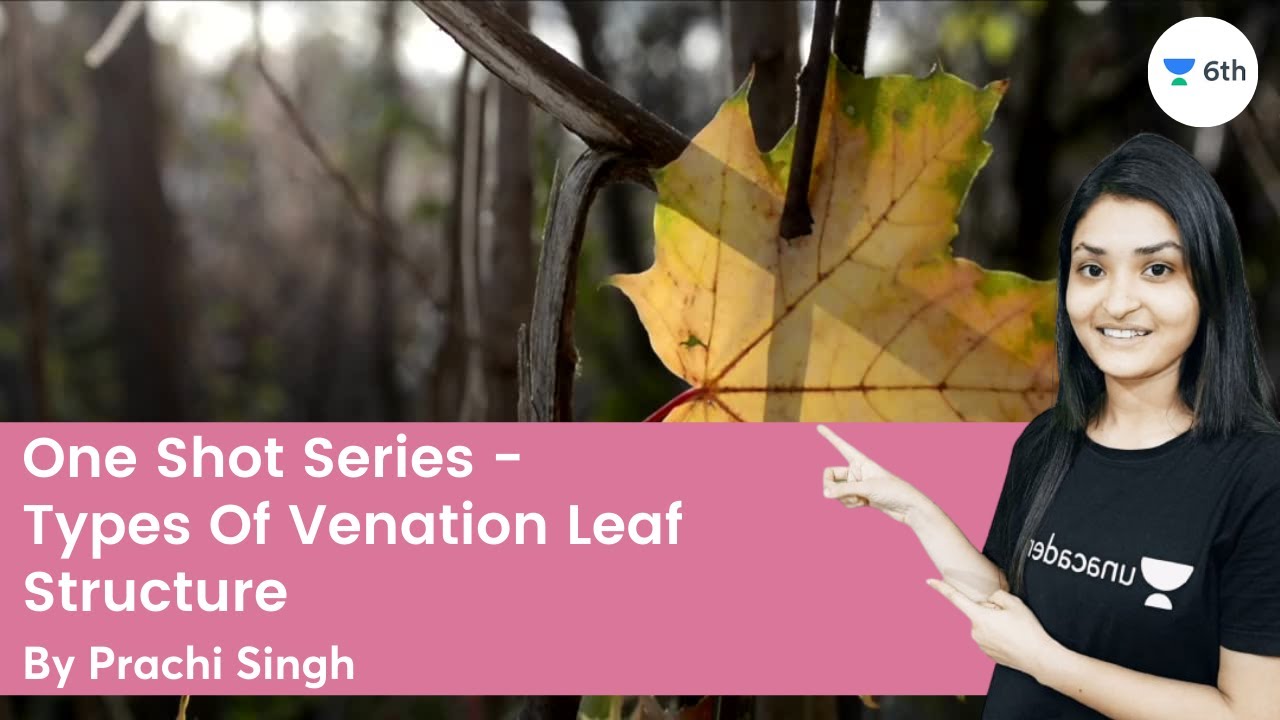 One Shot Series - Types Of Venation | Leaf Structure | Science | Unacademy 6th | Prachi Singh